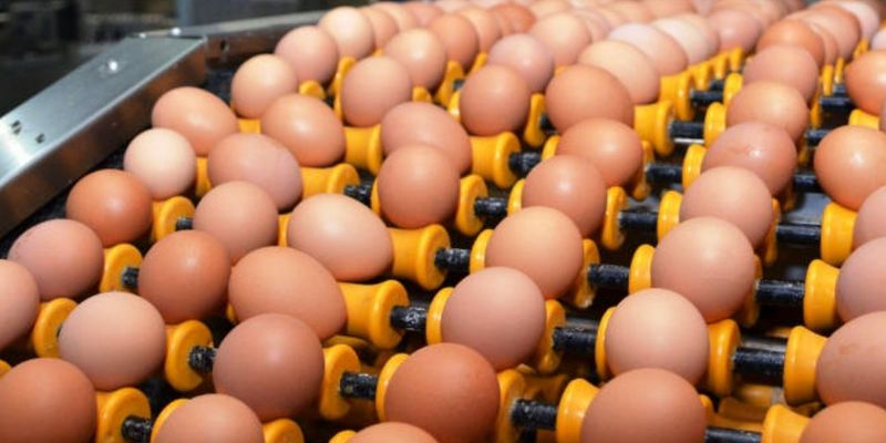 Chicken Egg Suppliers: How Businesses Choose Reliable&nbsp;Sources